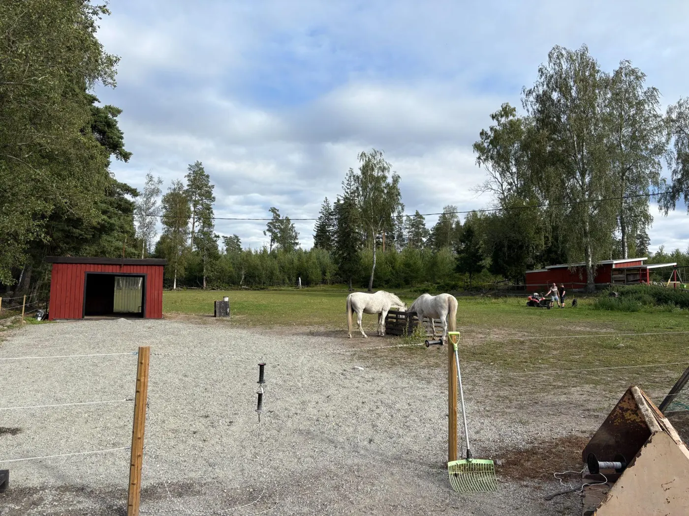 Hästar tillsammans i stallets hage